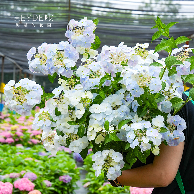 海蒂的花园绣球花苗逃跑新娘丰花可垂吊阳台庭院花卉植物盆栽花苗,淘宝优惠券,粉丝福利购,淘宝优惠卷