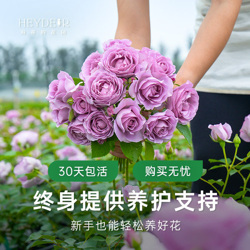 海蒂的花园旗舰店月季庭院阳台多季开花果汁阳台盆栽苗基地直发 - 图3