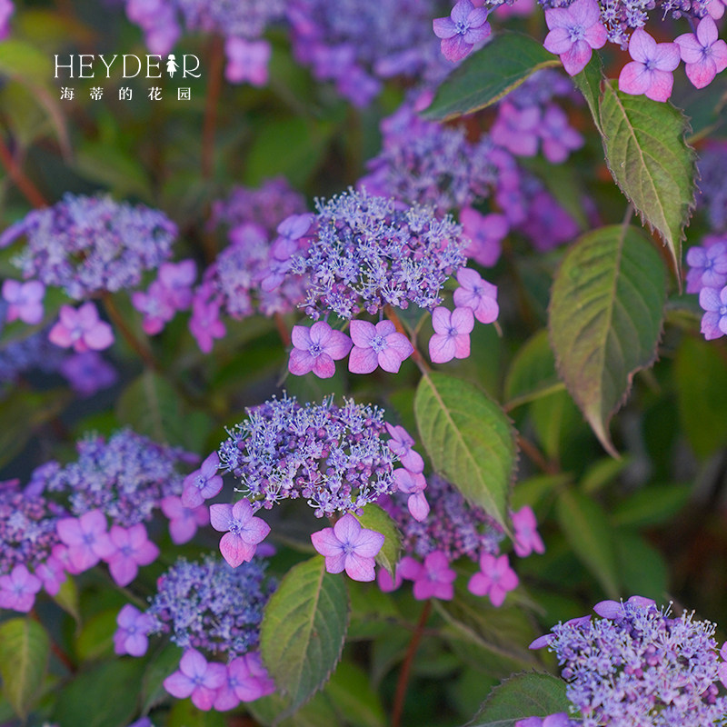 海蒂的花园旗舰店山绣球花庭院阳台易开花花卉植物花境好养盆栽苗,淘宝优惠券,粉丝福利购,淘宝优惠卷