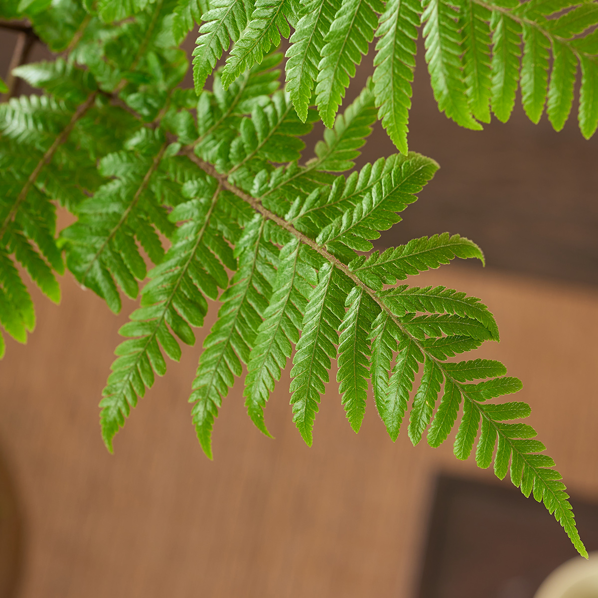 红磷蕨苔藓球绿植蕨类植物室内办公室书房茶几一叶蕨水培好养盆栽 - 图1