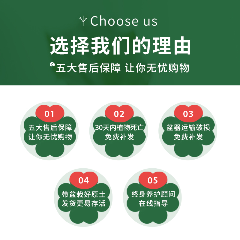 提根幸福树盆栽绿植物室内客厅办公室好养四季常青盆景花卉平安树 - 图1