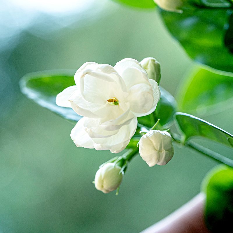 重瓣茉莉花盆栽花卉绿植室内阳台开花浓香四季不断好养庭院驱蚊苗 - 图1