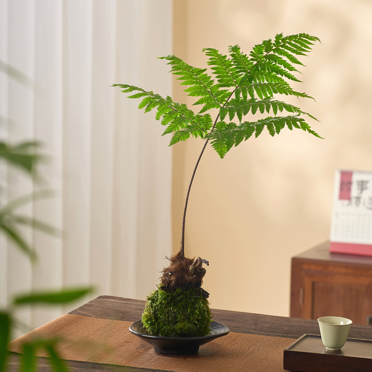 红磷蕨苔藓球绿植蕨类植物室内办公室书房茶几一叶蕨水培好养盆栽 - 图0