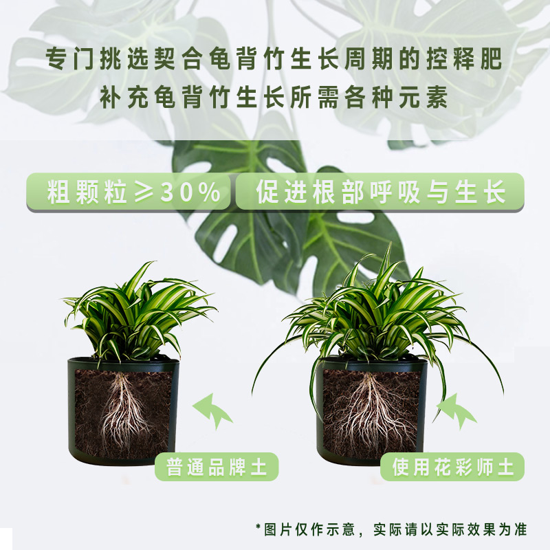 虹越花彩师龟背竹专用土粗颗粒绿植通用天南星科植物营养土盆栽 - 图3