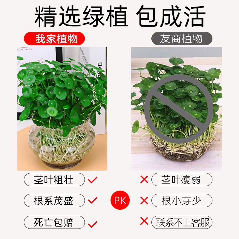 铜钱草水培植物鱼缸大叶水栽水养绿植金钱草小水草客厅室内外花卉