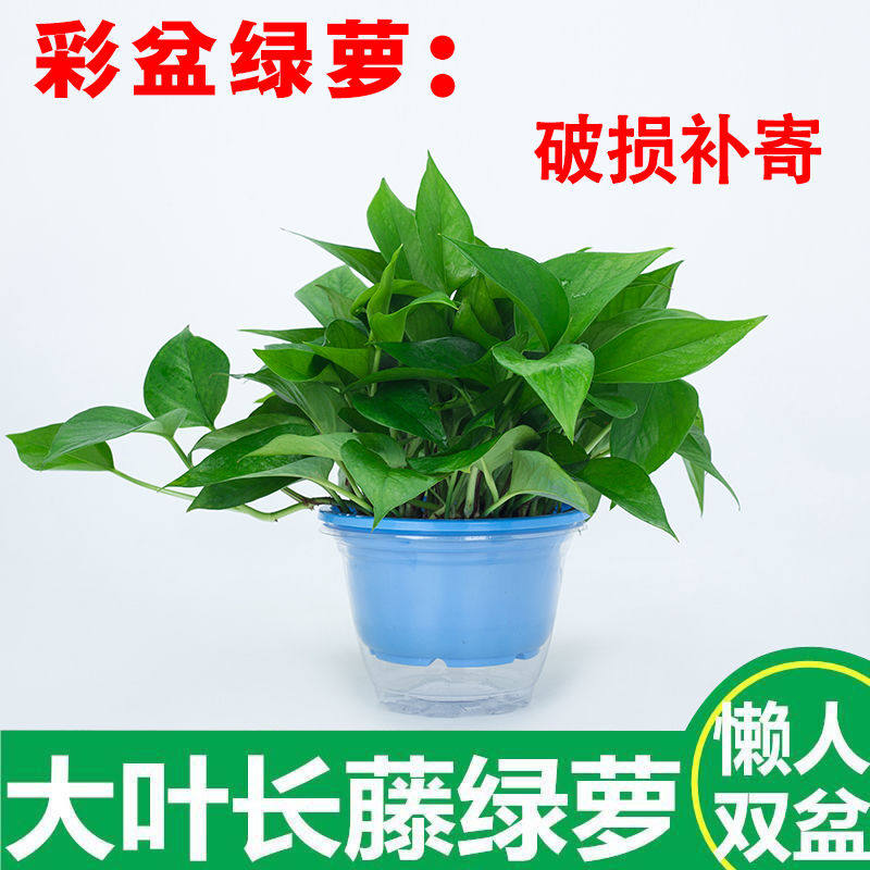 新房家用绿萝室内盆栽长藤垂吊大叶绿箩水培植物净化空气