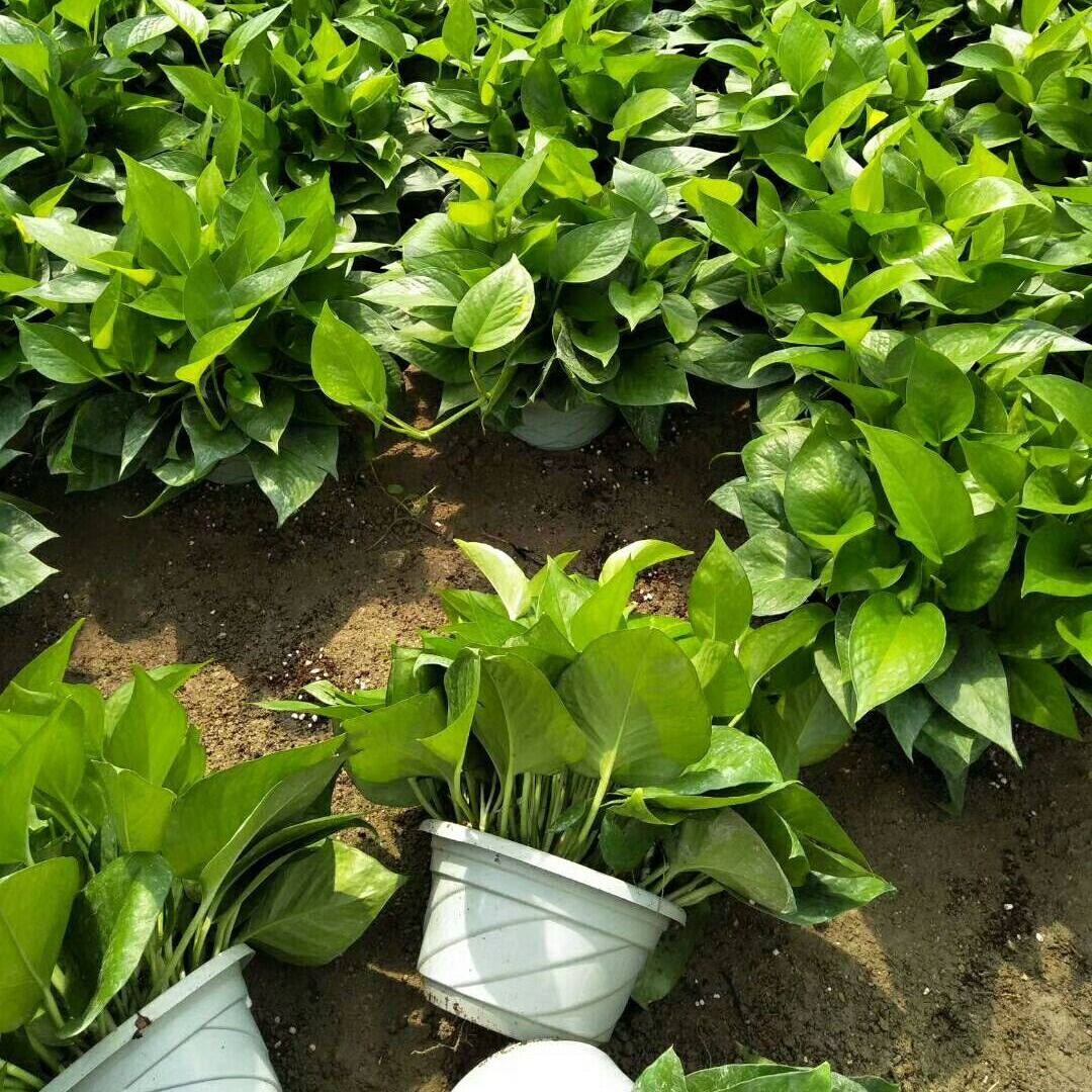 新房家用绿萝室内盆栽长藤垂吊大叶绿箩水培植物净化空气