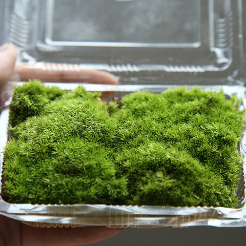 鲜活苔藓青苔苔藓微景观植物生态瓶现采新鲜活绿植草皮草坪-图1