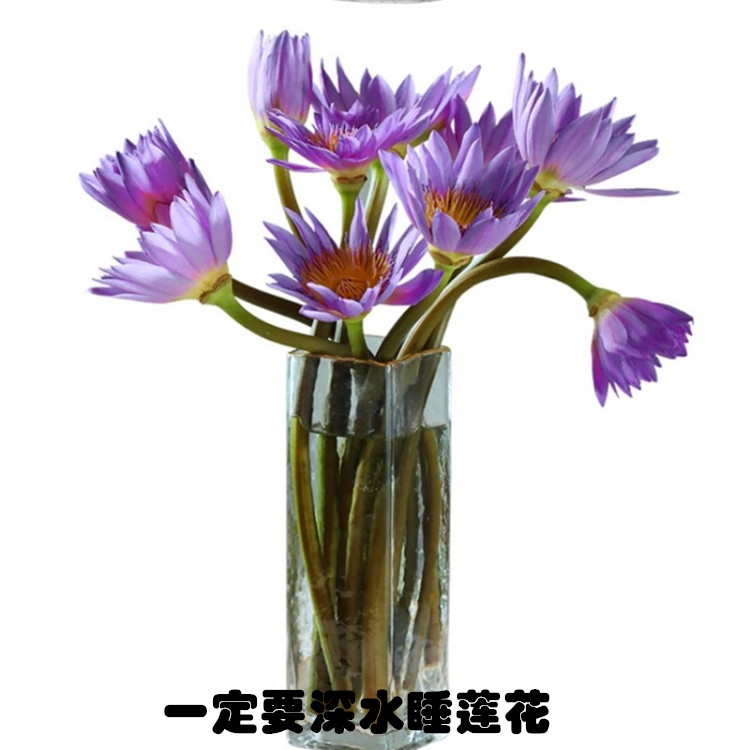 云南基地A级直发 拜佛神仙香莲花 供佛睡莲 全国同城鲜花速递顺丰