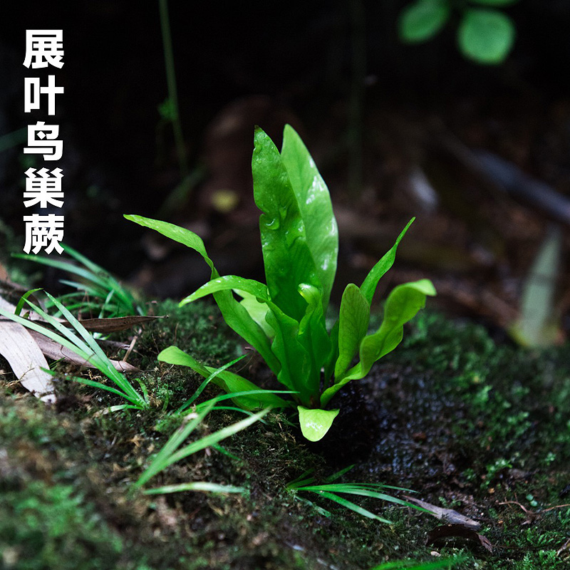 蕨类微景观水陆雨林缸假山造景绿植生态瓶DIY材料耐阴湿观叶植物 - 图1