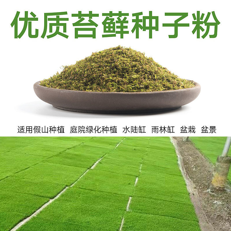 苔藓培育种子颗粒庭院绿化盆景盆栽造景铺面草植物青苔种籽孢子粉-图2