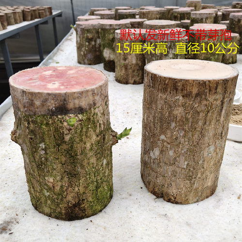 巨大型巴西木水培水养室内桌面植物幸运鲁特花卉开花15厘米高网红 - 图0