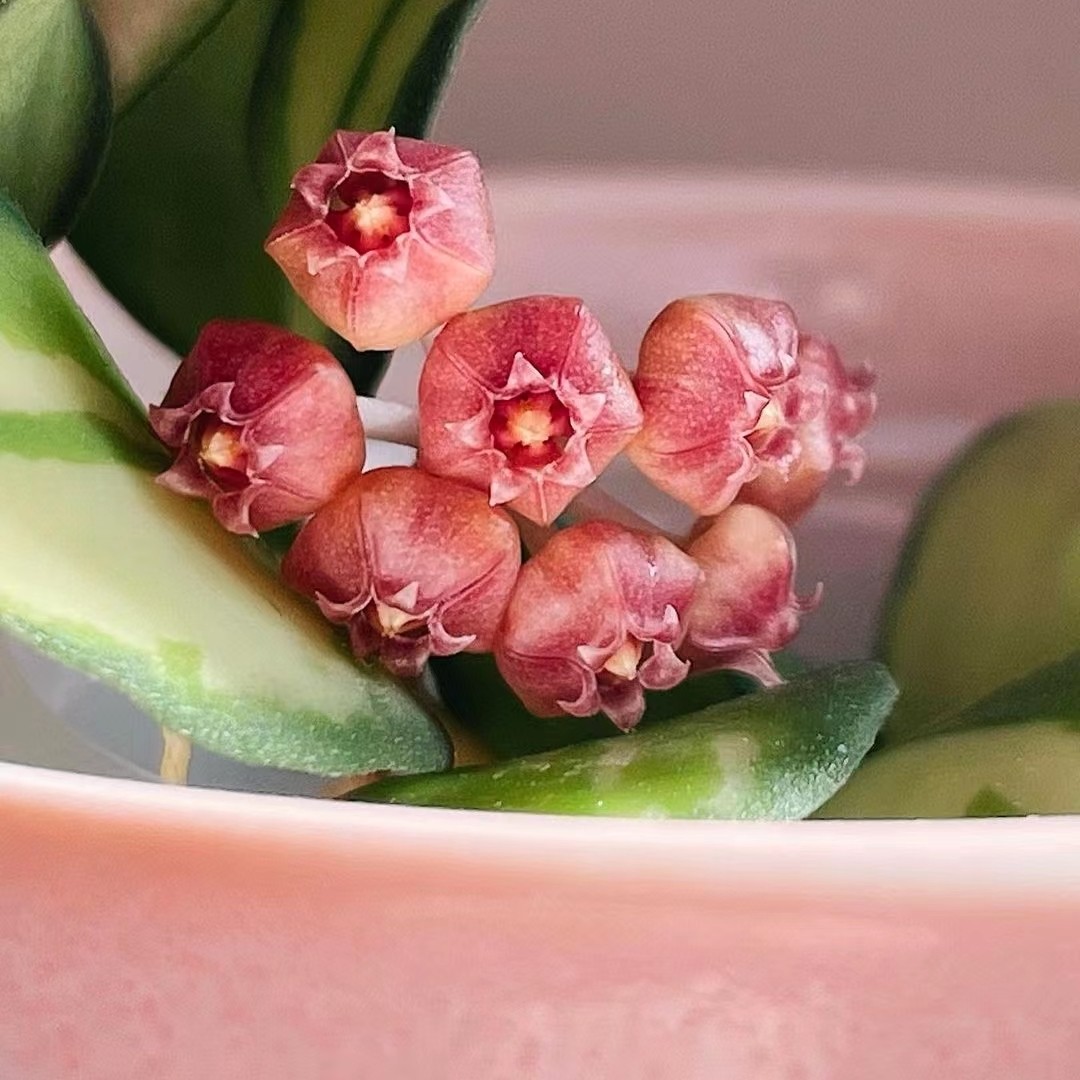 休斯科尔内锦球兰  王先森的花园,淘宝优惠券,粉丝福利购,淘宝优惠卷