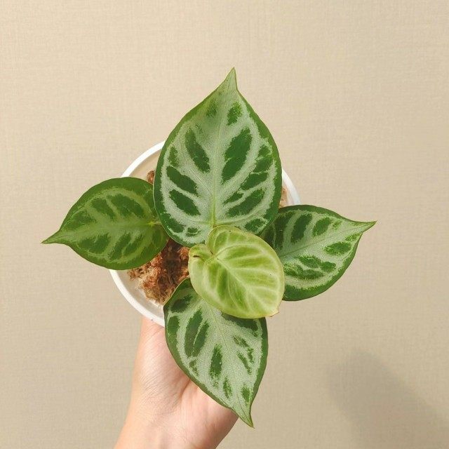 铜锣烧银刷子花烛天南星科ins热植王先森的花园,淘宝优惠券,粉丝福利购,淘宝优惠卷