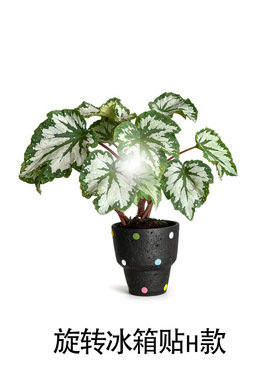 亚克磁吸冰箱贴植物绿植磁吸磁贴创意绿植可旋转冰箱贴