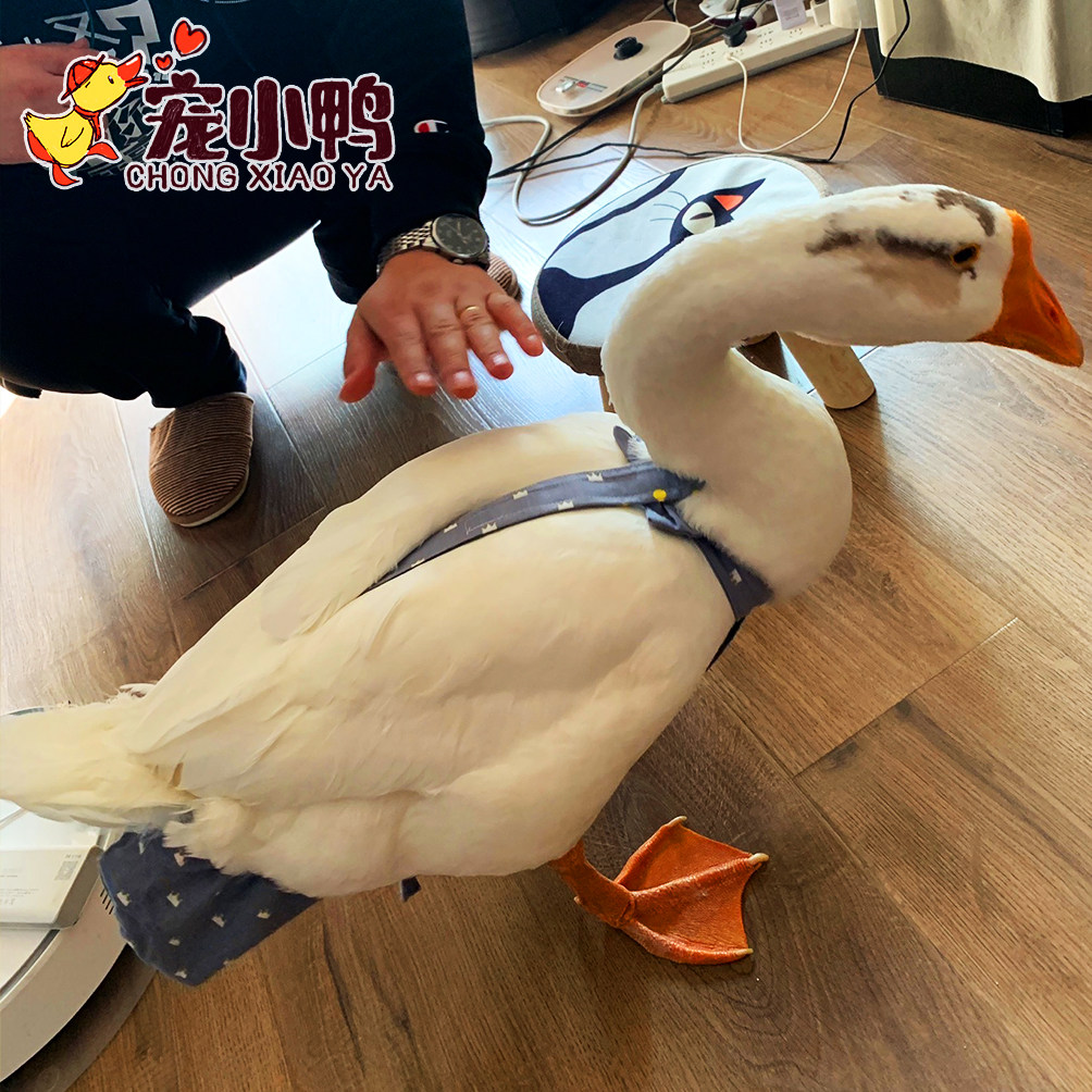 网红鸡尿布鸭子粪兜宠物鸭鹅尿片纸尿裤柯尔鸭尿不湿衣服小鸭用品,淘宝优惠券,粉丝福利购,淘宝优惠卷