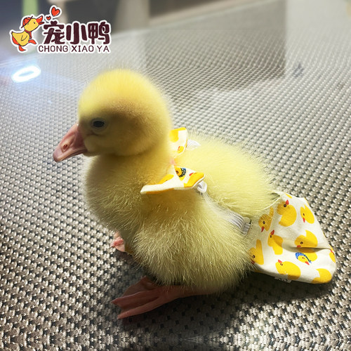 升级版网红宠物柯尔鸭子尿不湿纸尿裤小鸭鸡鹅尿布兜防拉屎尿垫片 - 图1