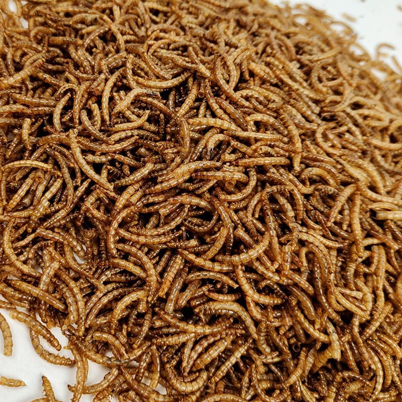 宠物营养零食面包虫干仓鼠刺猬粮食小龟粮用品主粮鸟零食400ml,淘宝优惠券,粉丝福利购,淘宝优惠卷