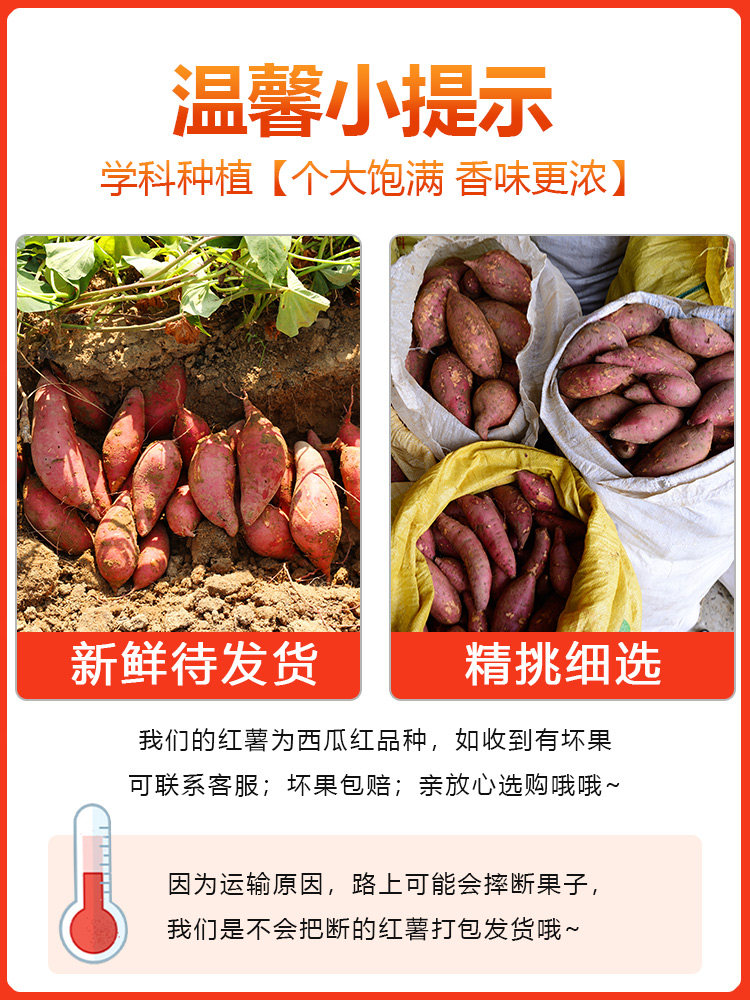 蜜薯糖心现挖新鲜9斤西瓜红味山芋 果麦颂番薯