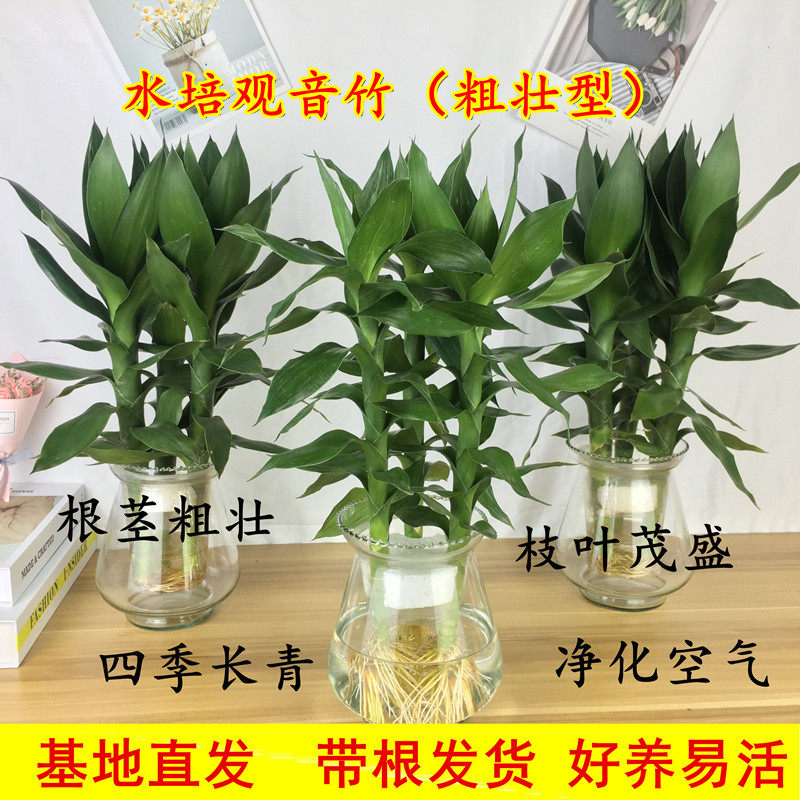 万年青花瓶 新人首单立减十元 21年8月 淘宝海外