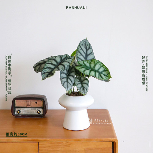 白犀牛海芋盆栽稀有热带真植物室内绿植客厅桌面阳台小盆景高质感 - 图3