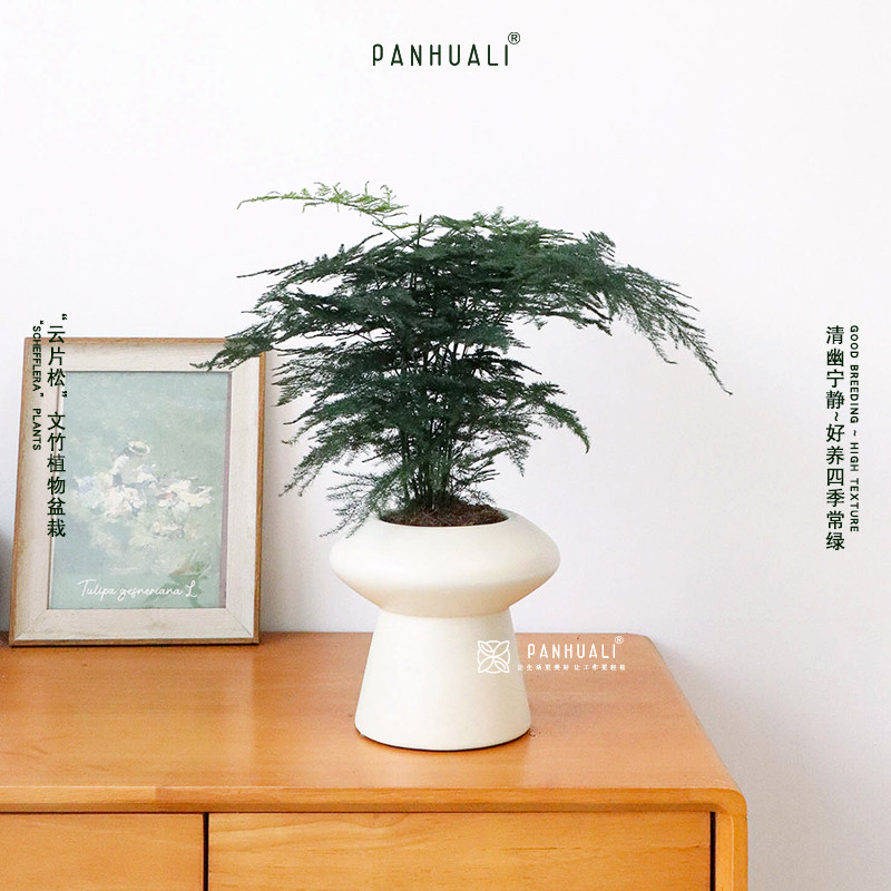 文竹植物盆栽室内办公室小摆件房间桌面绿植好养客厅小盆景 好养