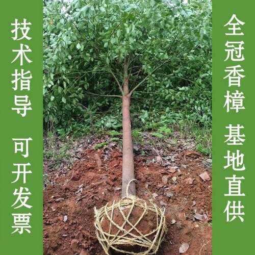 香樟树苗大树大小叶驱蚊防虫四季常青南北方耐寒大型工程绿化苗木 - 图0
