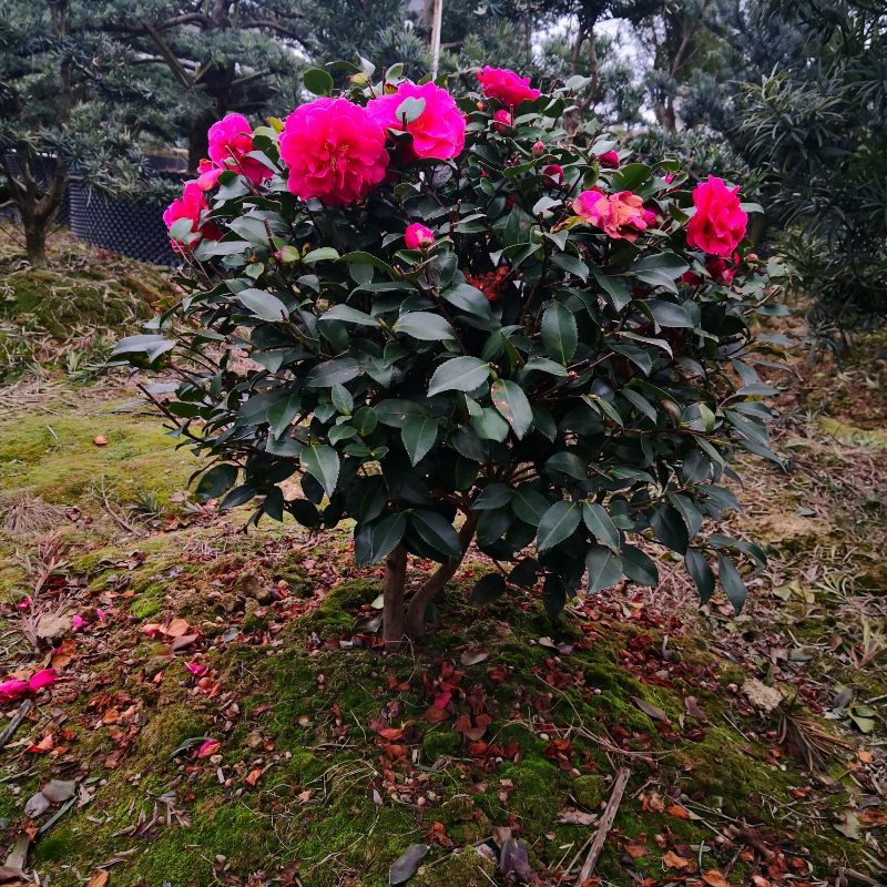 茶梅花苗树苗茶梅球茶花盆栽冬茶梅盆栽四季带花苞庭院耐寒带花苞 - 图2