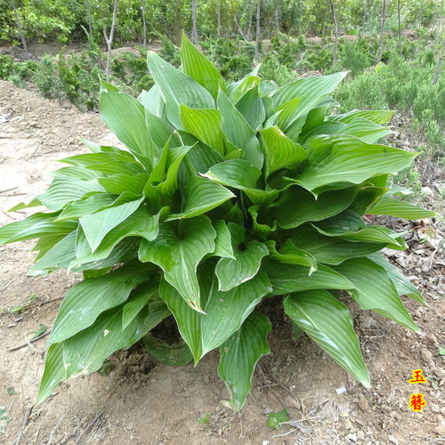 玉簪花苗盆栽花卉植物庭院花园地被彩叶绿植耐阴耐寒多年生好养活 - 图2