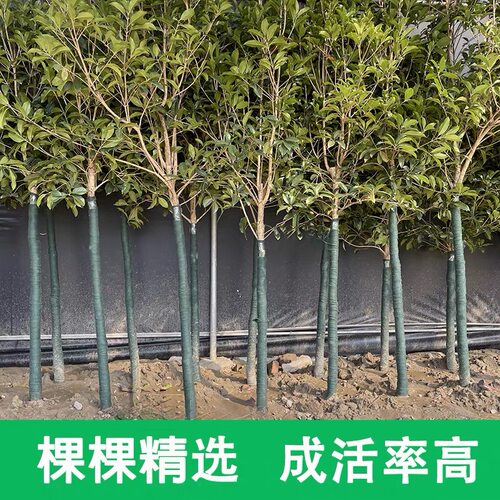 桂花树苗大树四季桂南北方种植室外庭院地栽金桂丹桂浓香花卉植物 - 图1
