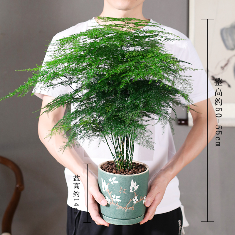 文竹盆栽大型植物盆景室内绿植花卉办公室桌面小苗四季常青好养 - 图0