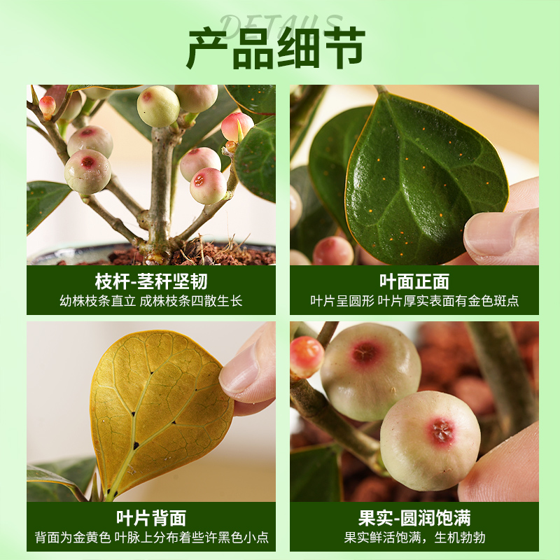 禅意小盼菩提盆栽带果植物室内花卉小叶盆景树中式办公室桌面绿植-图1