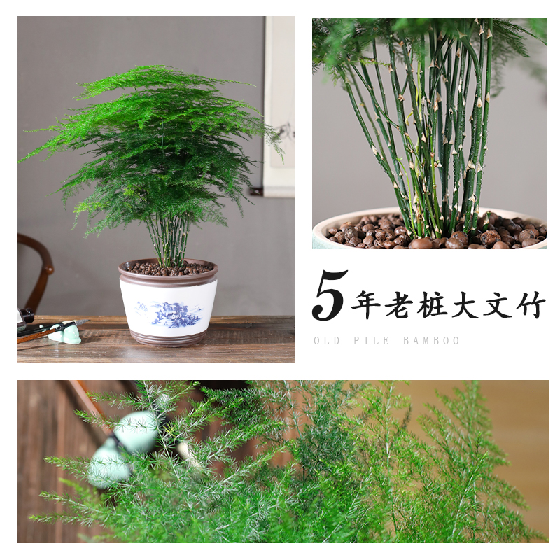 文竹盆栽大型植物盆景室内绿植花卉办公室桌面小苗四季常青好养 - 图1