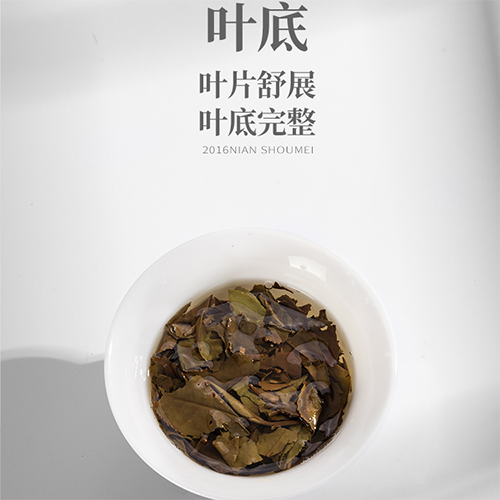 抖音同款2016年寿眉福鼎老白茶管阳镇紧压茶小方片茶叶高档礼盒 - 图1