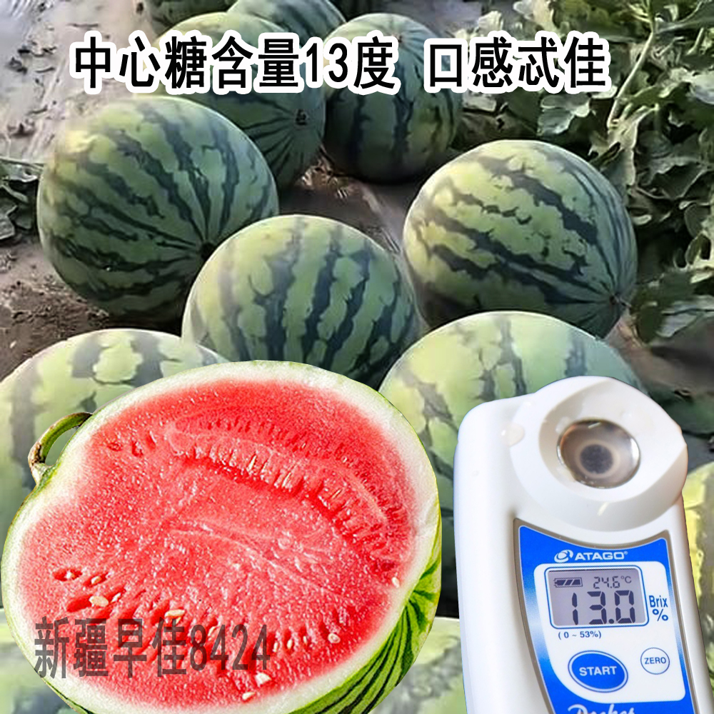 新疆早佳8424西瓜种子早熟易坐果皮薄耐裂耐运输适宜地膜覆盖种植-图1