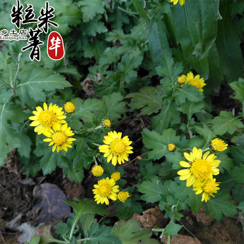 野菊花菊花茶秦岭野生菊花泡水清心明目小黄菊花野菊花茶散装250g-图3