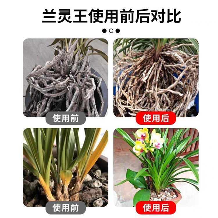 兰灵王兰花专用营养液肥料EM菌蝴蝶兰君子兰墨兰灵王肥料促花抗病 - 图2