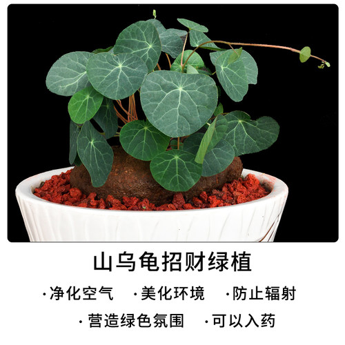红藤圆叶山乌龟植物千金藤盆栽金不换阳台室内外绿植爬藤花卉水培 - 图2