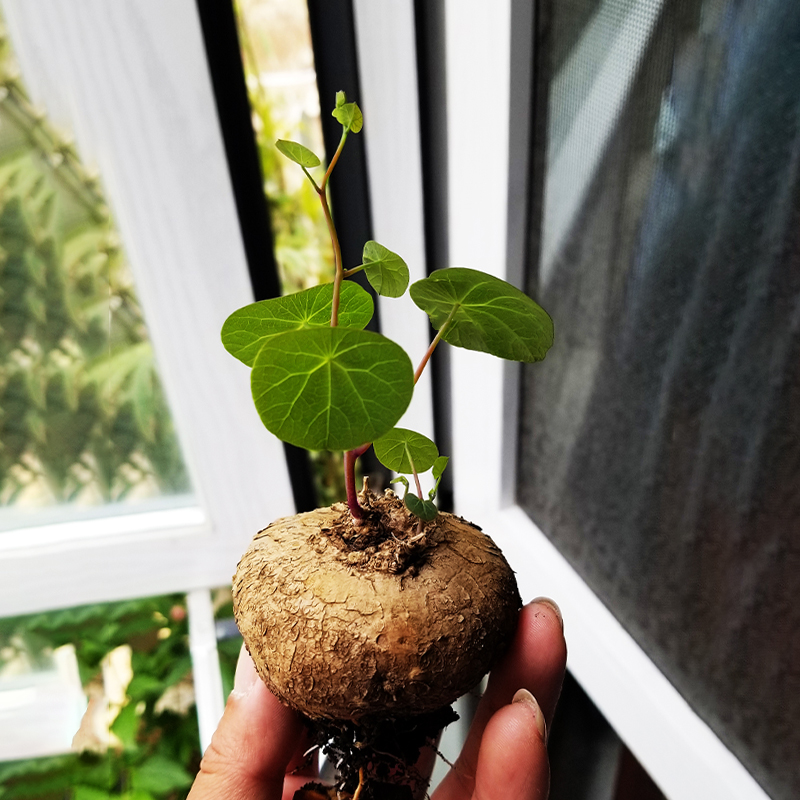 山乌龟金不换绿植物红藤圆叶多肉块根山乌龟爬藤火山石花盆栽植物-图1