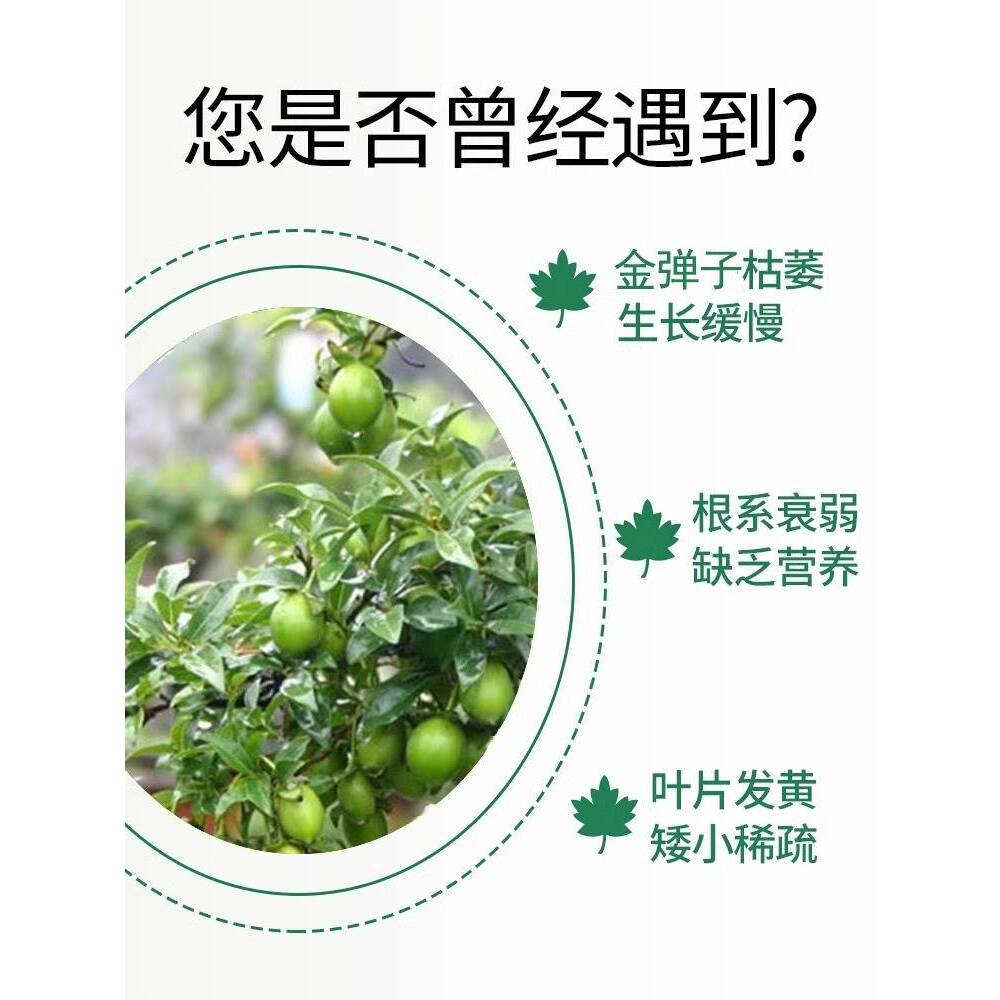 金弹子黑斑病专用药多肉兰花玫瑰月季花常用药白粉病百菌灵杀菌剂-图1