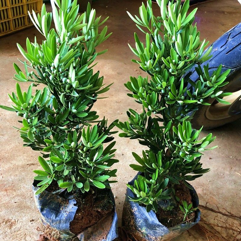 海岛菊花心罗汉松母树四季常绿室内外小盆栽绿植园艺造型盆景树苗,淘宝优惠券,粉丝福利购,淘宝优惠卷