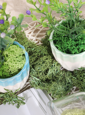 绿植花盆装饰布景植物墙造景装饰