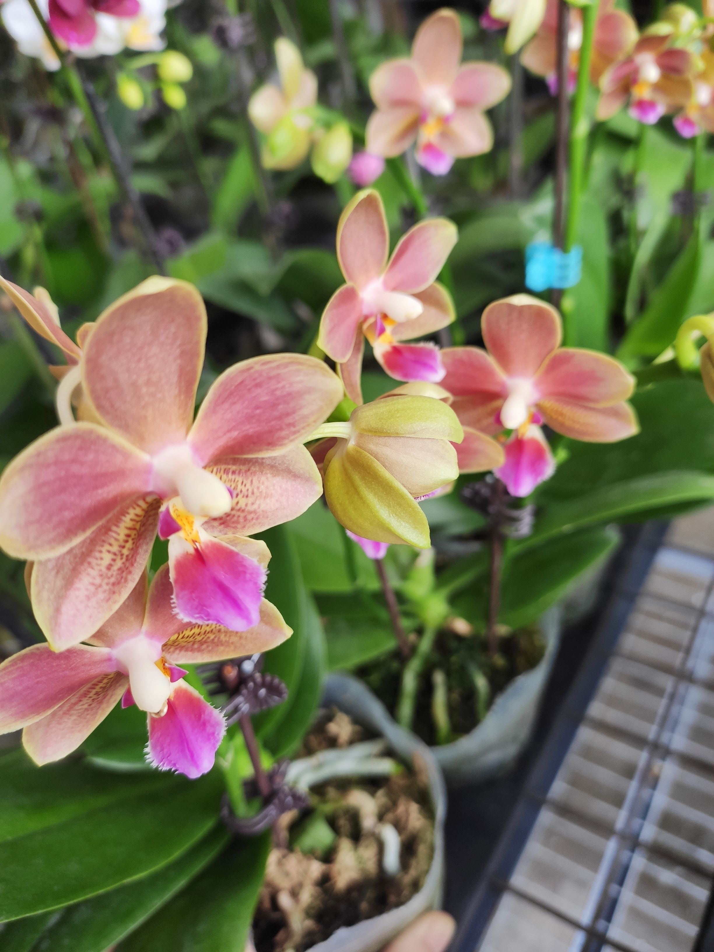 带香味蝴蝶兰龚氏小橘子~迷迭香花苞苗开花株室内盆栽绿植花卉-图1