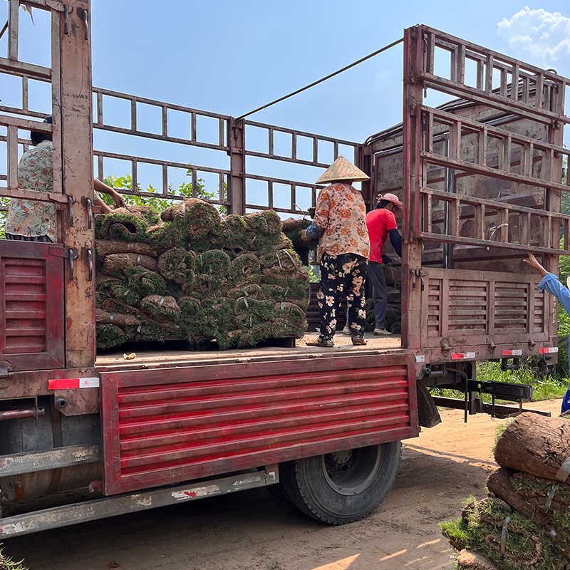 草皮真草坪带泥土果岭草四季青花园地毯草带土庭院绿化马尼拉草坪 - 图2