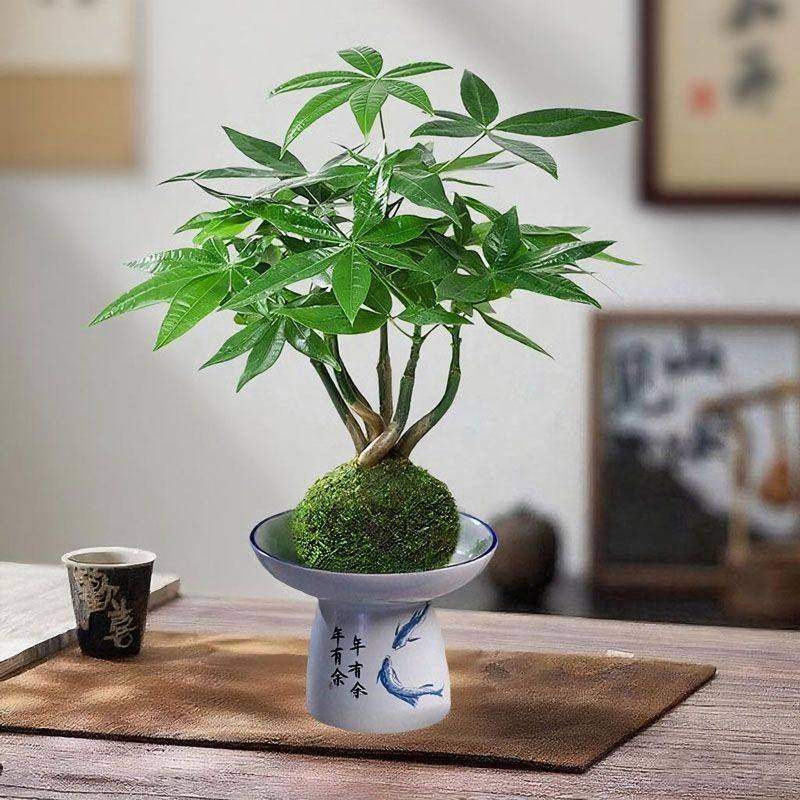 五福临门发财树盆栽创意五辫子造型盆景桌面创意绿植趣味四季常绿,淘宝优惠券,粉丝福利购,淘宝优惠卷