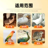 Шенгью Шаг Остановка Shengyu Treasure Ruding Куриная утка Граф Голубь Голубь Крайка Ануса Сверху Пеход