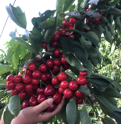 车厘子树苗南方北方种植嫁接矮化大樱桃树苖庭院樱桃树苗当年结果 - 图1