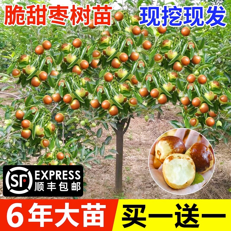 枣树活苗特大冬枣嫁接特大北方南方种植庭院葫芦枣树果树果苗盆栽 - 图0