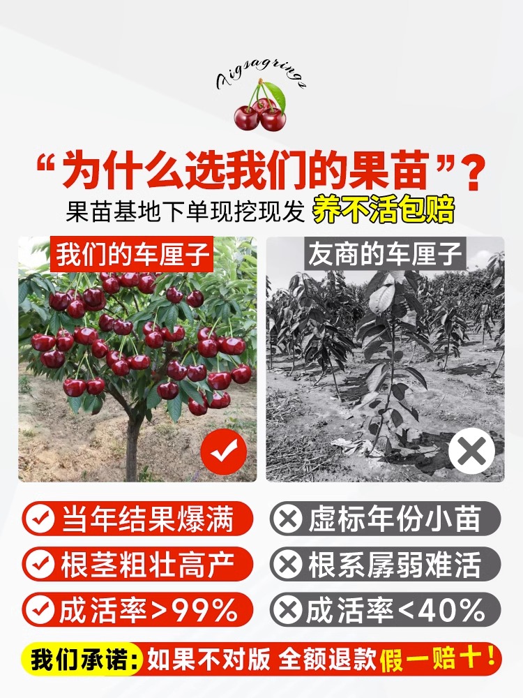 车厘子树苗樱桃树苖南方北方种植盆栽庭院果树矮化樱桃树大樱桃苗-图2