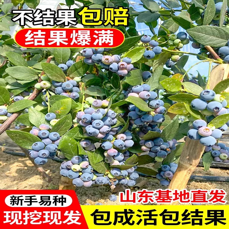 蓝莓树果苗蓝莓苗盆栽地栽果苗带大果南北方种植苗兔眼绿宝石果树 - 图2